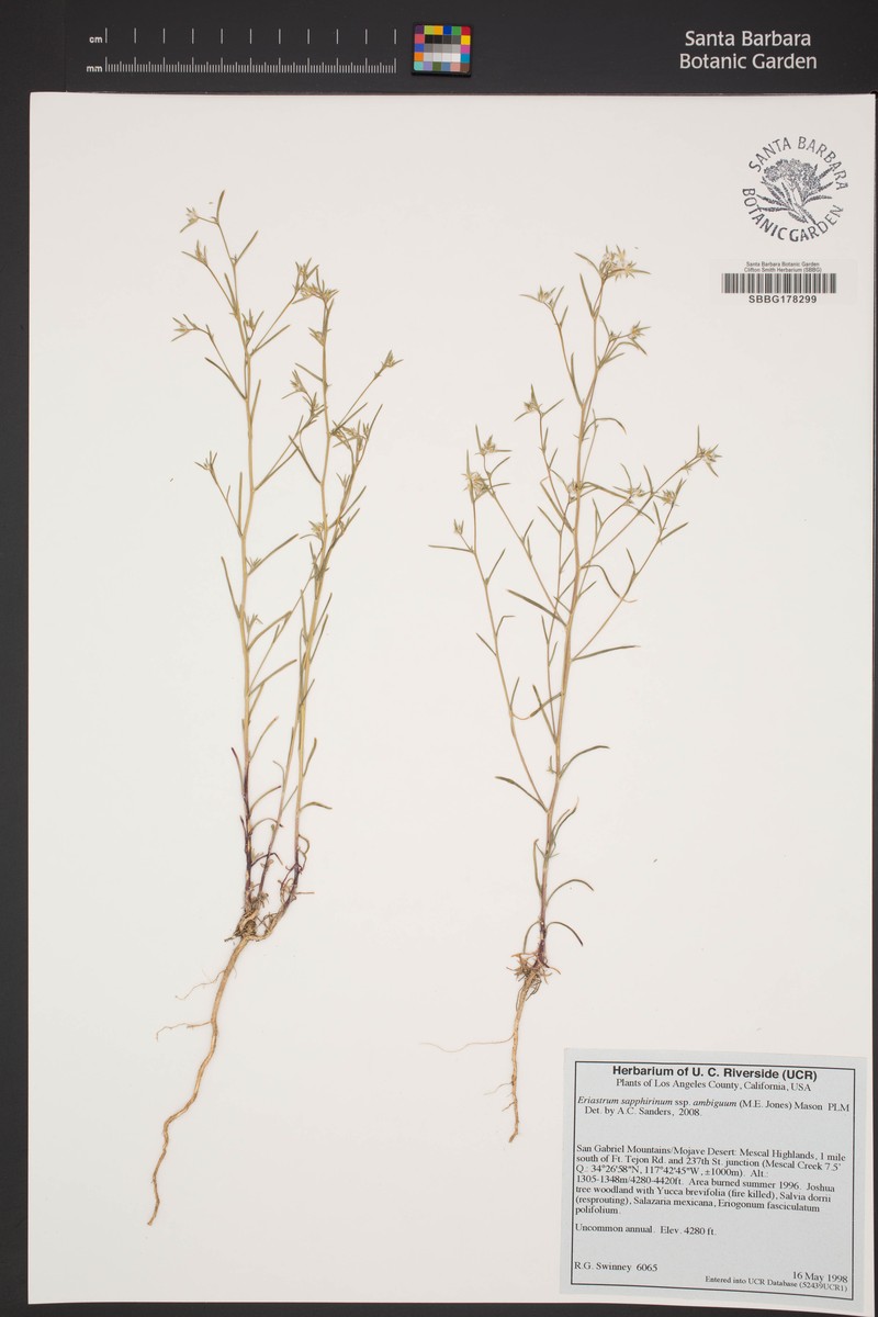 Eriastrum sapphirinum subsp. ambiguum photo 2