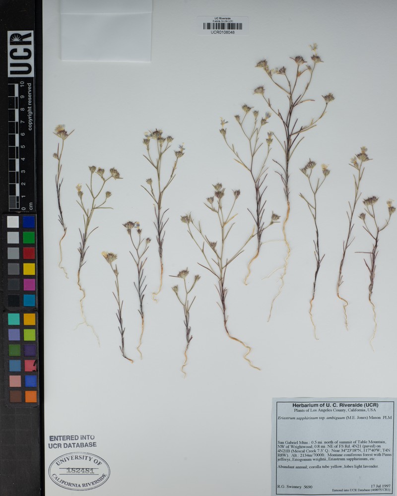 Eriastrum sapphirinum subsp. ambiguum photo 3