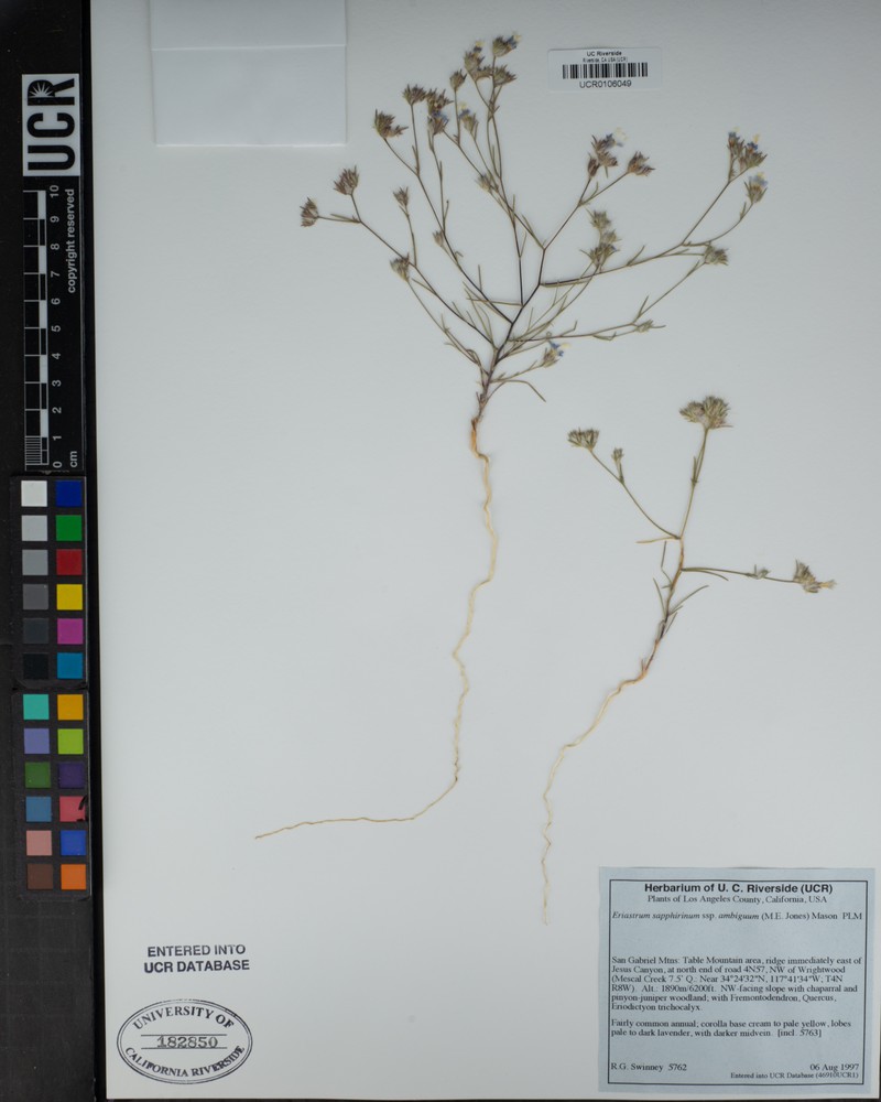 Eriastrum sapphirinum subsp. ambiguum photo 4