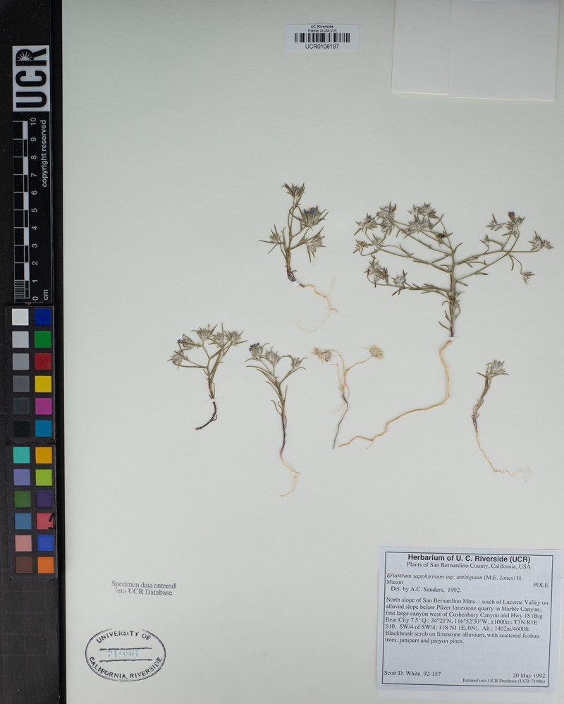 Eriastrum sapphirinum subsp. ambiguum photo 5