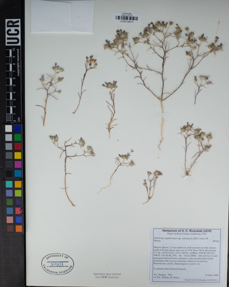 Eriastrum sapphirinum subsp. ambiguum photo 6