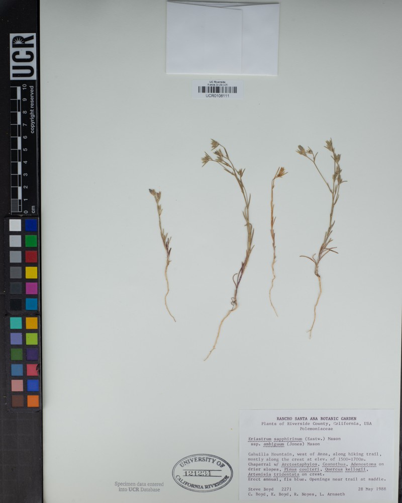 Eriastrum sapphirinum subsp. ambiguum photo 7