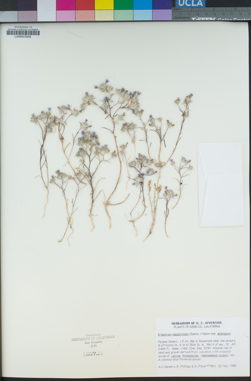 Eriastrum sapphirinum subsp. ambiguum photo 8