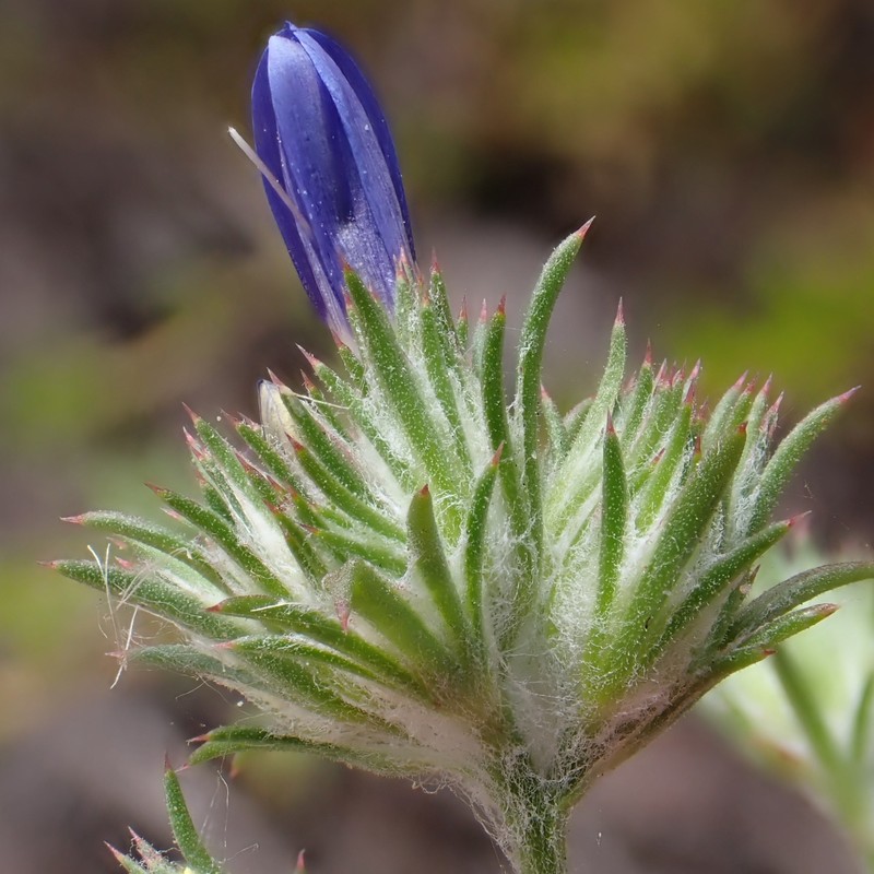 Eriastrum sapphirinum subsp. dasyanthum