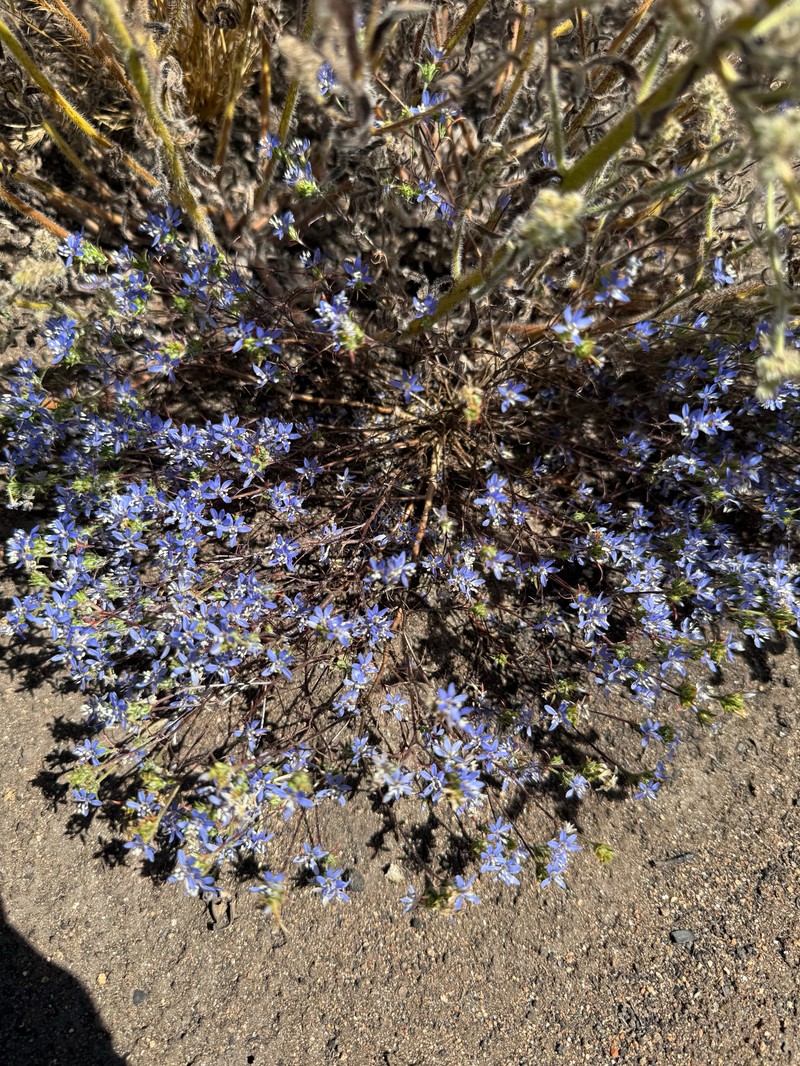 Eriastrum sapphirinum subsp. dasyanthum photo 2