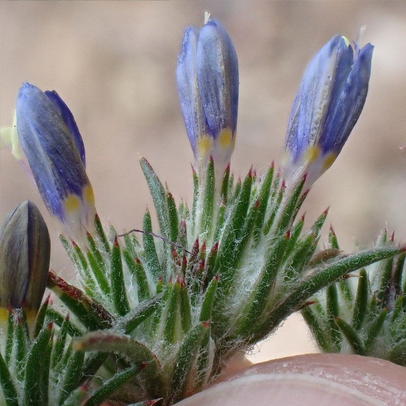 Eriastrum sapphirinum subsp. dasyanthum photo 3