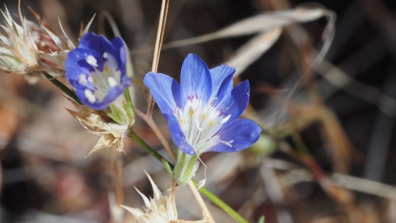 Eriastrum sapphirinum subsp. dasyanthum photo 4