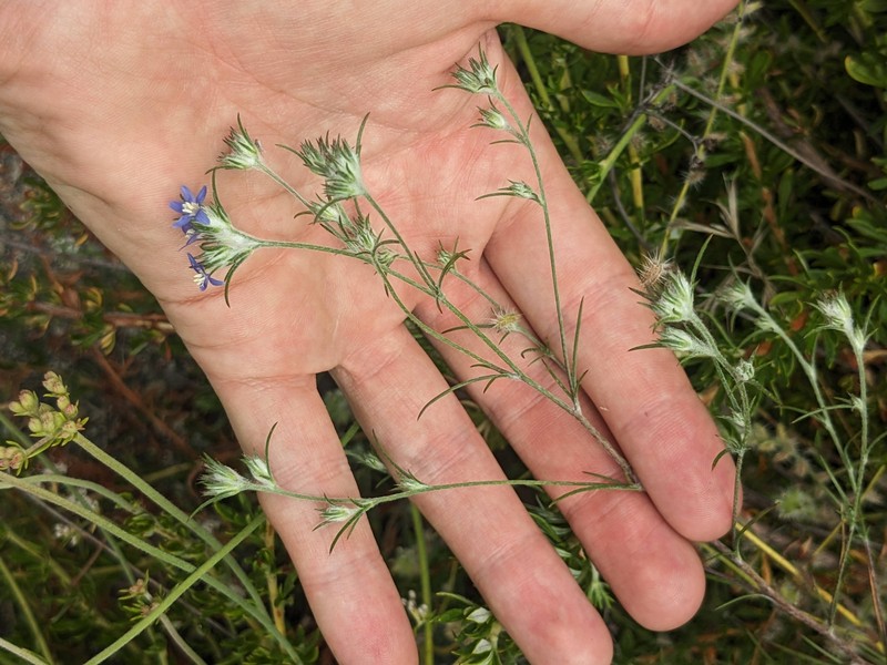 Eriastrum sapphirinum subsp. dasyanthum photo 5