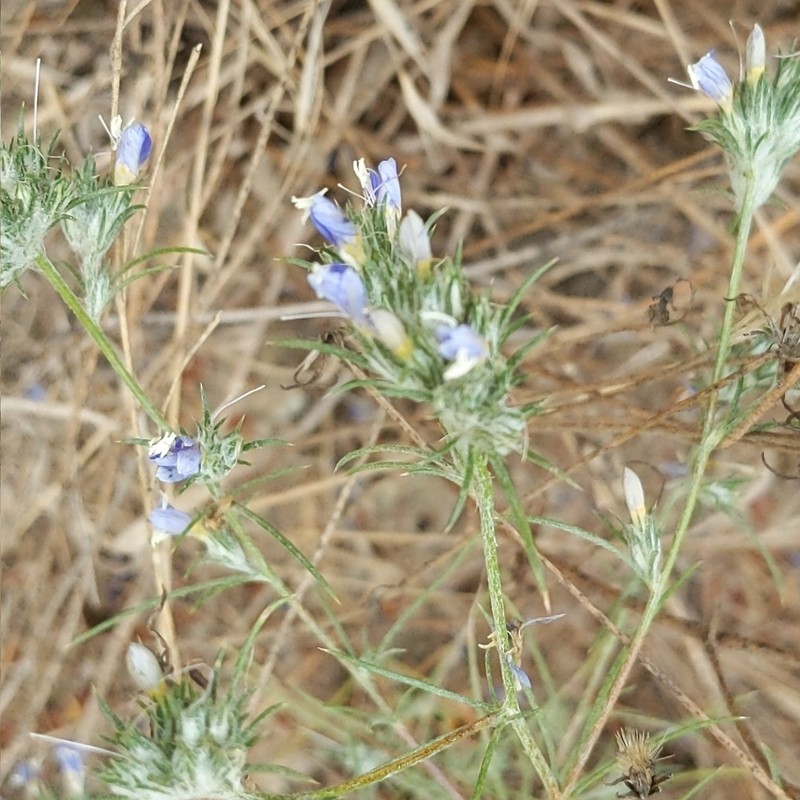 Eriastrum sapphirinum subsp. dasyanthum photo 6