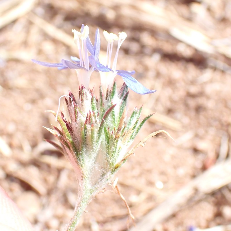 Eriastrum sapphirinum subsp. dasyanthum photo 7