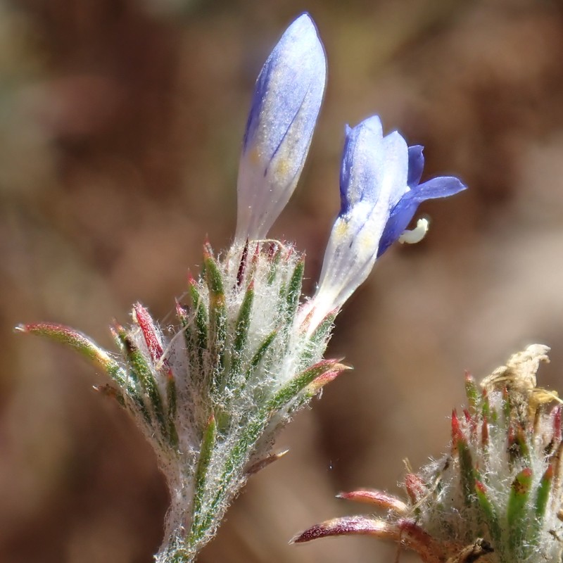 Eriastrum sapphirinum subsp. dasyanthum photo 8