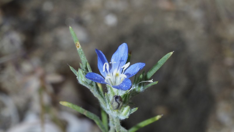 Eriastrum sapphirinum subsp. sapphirinum