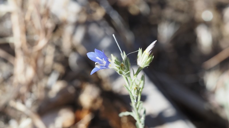 Eriastrum sapphirinum subsp. sapphirinum photo 2