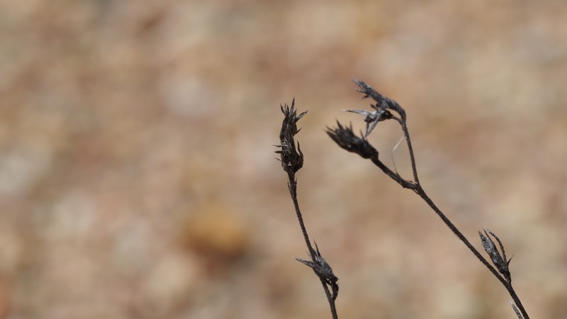 Eriastrum sapphirinum subsp. sapphirinum photo 3