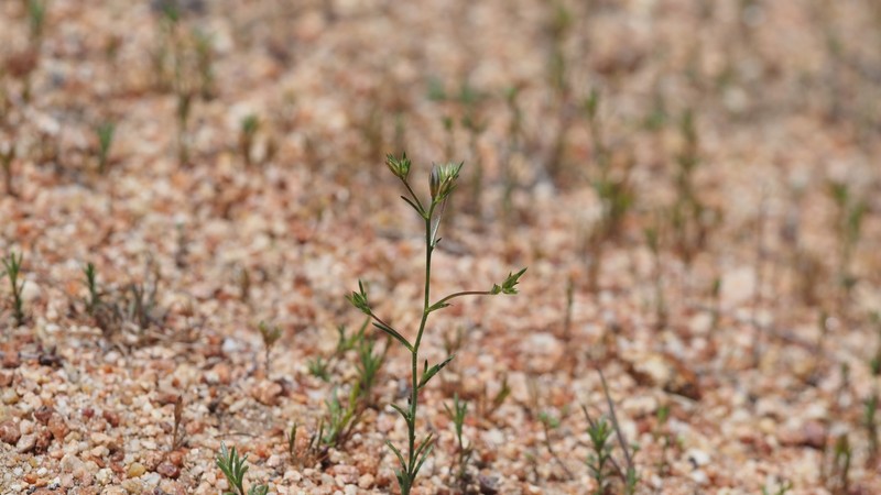 Eriastrum sapphirinum subsp. sapphirinum photo 4