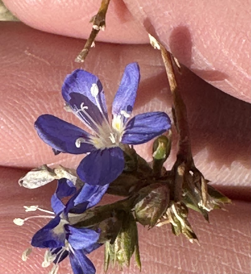 Eriastrum sapphirinum subsp. sapphirinum photo 5