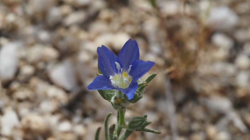 Eriastrum sapphirinum subsp. sapphirinum photo 6