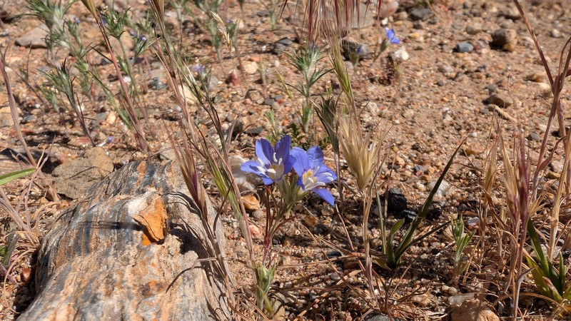 Eriastrum sapphirinum subsp. sapphirinum photo 7