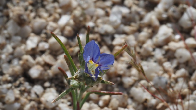 Eriastrum sapphirinum subsp. sapphirinum photo 8