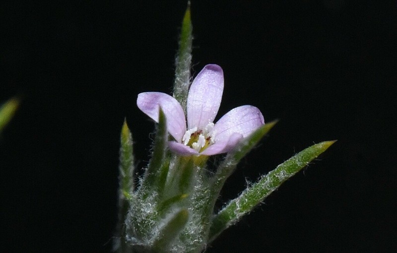 Marked Woollystar