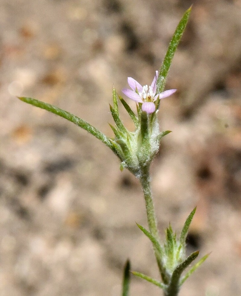 Marked Woollystar photo 2