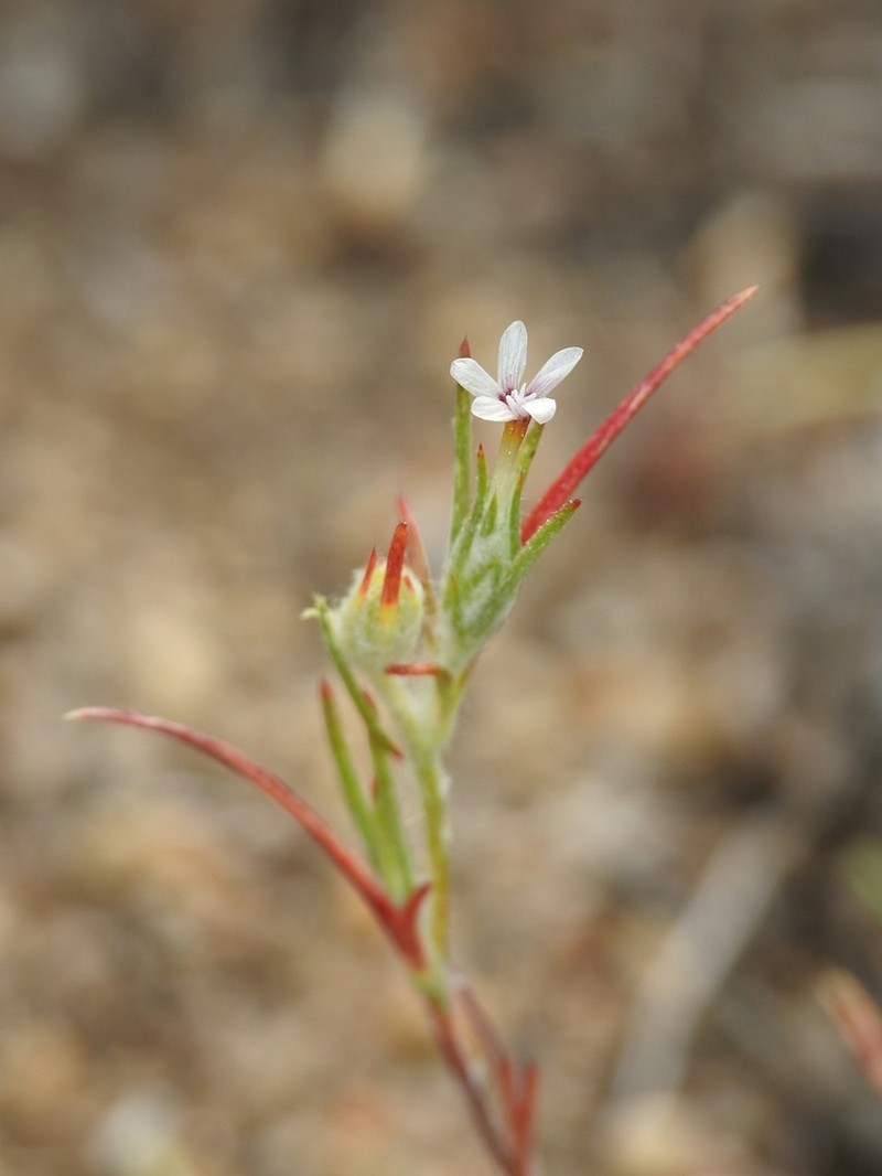 Marked Woollystar photo 5