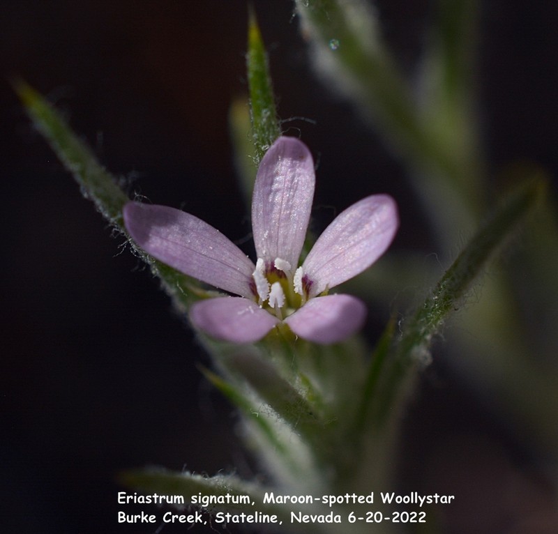 Marked Woollystar photo 7