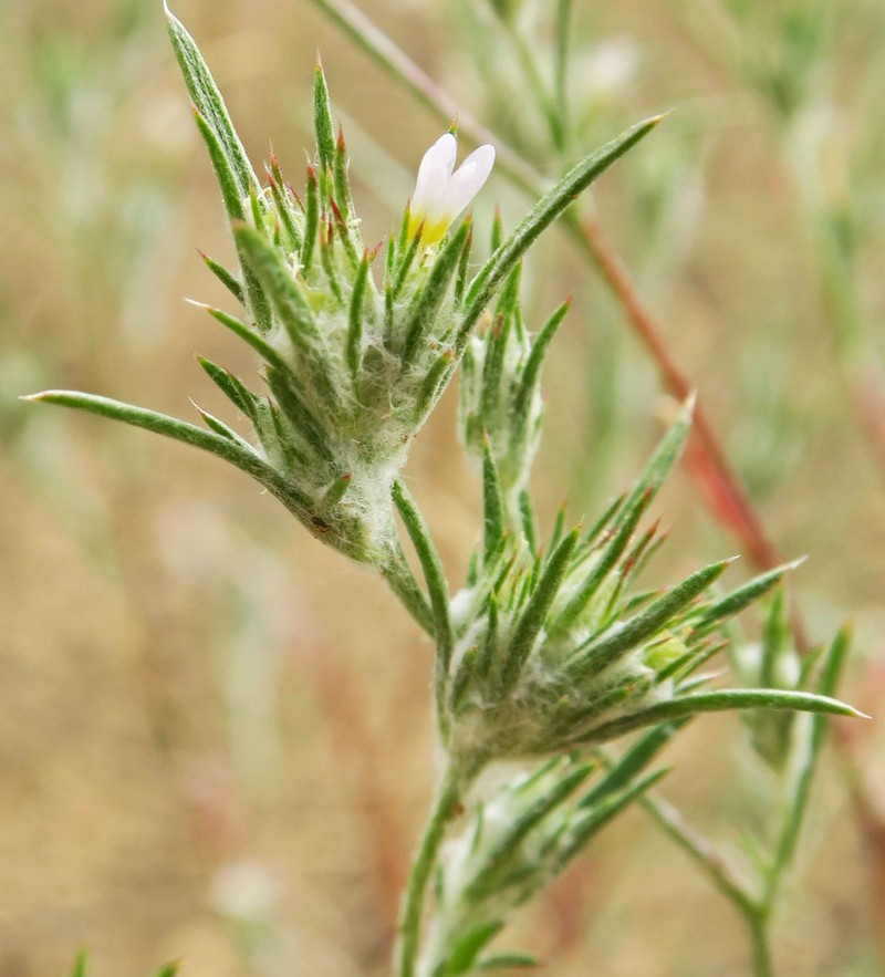 Marked Woollystar photo 8
