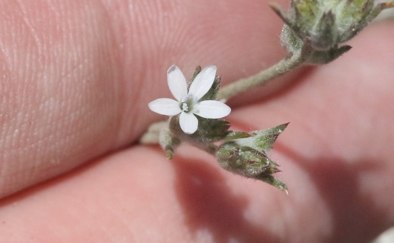 Great Basin Woollystar