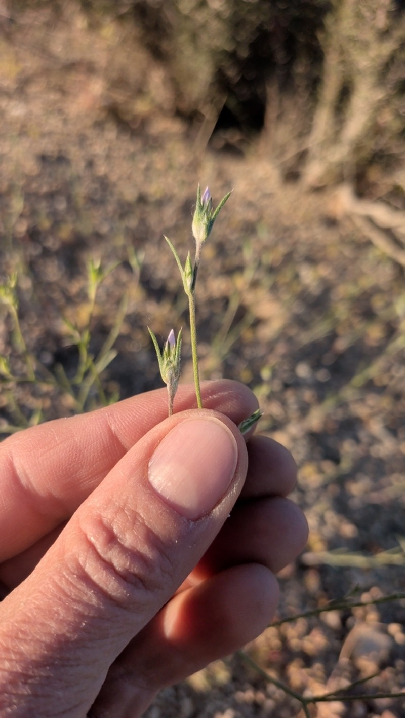 Great Basin Woollystar photo 2