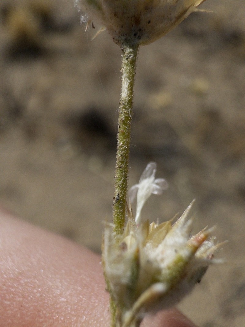 Great Basin Woollystar photo 3