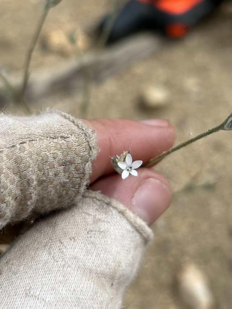 Great Basin Woollystar photo 4