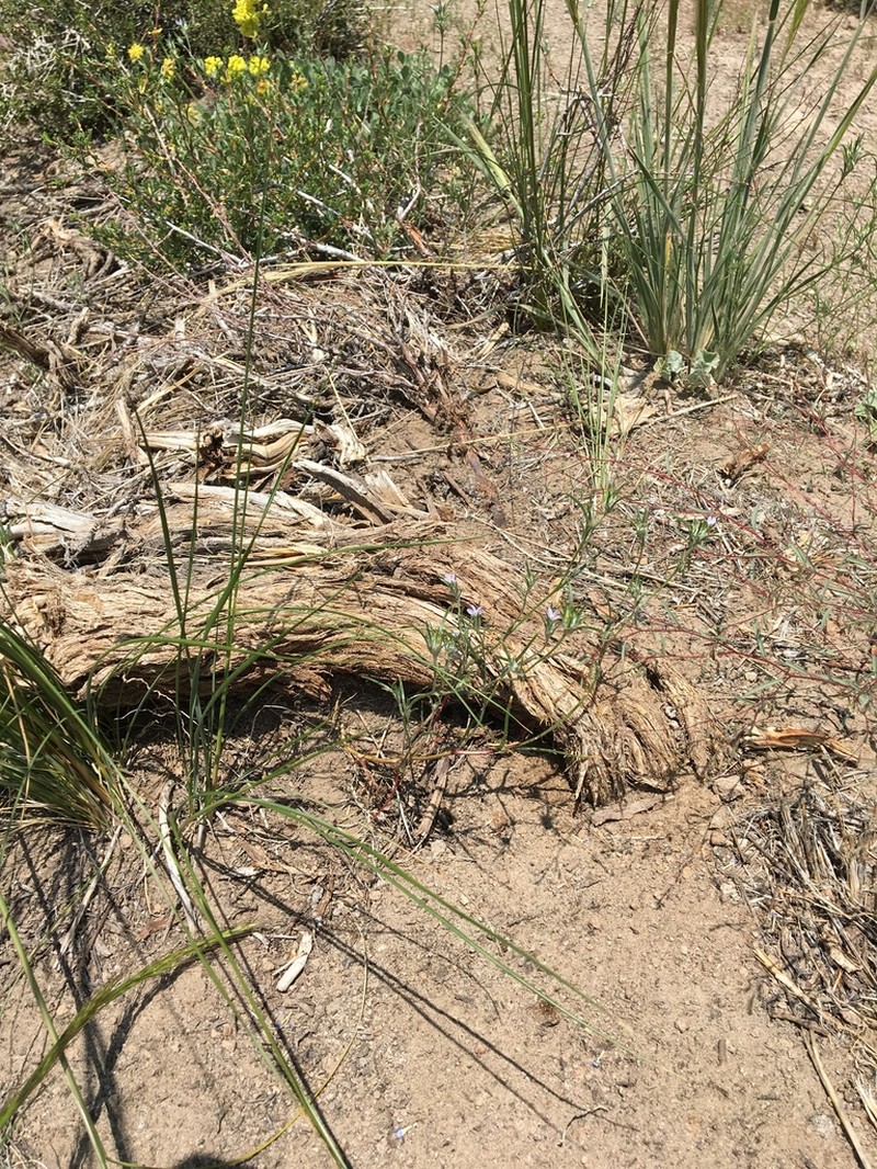Great Basin Woollystar photo 5