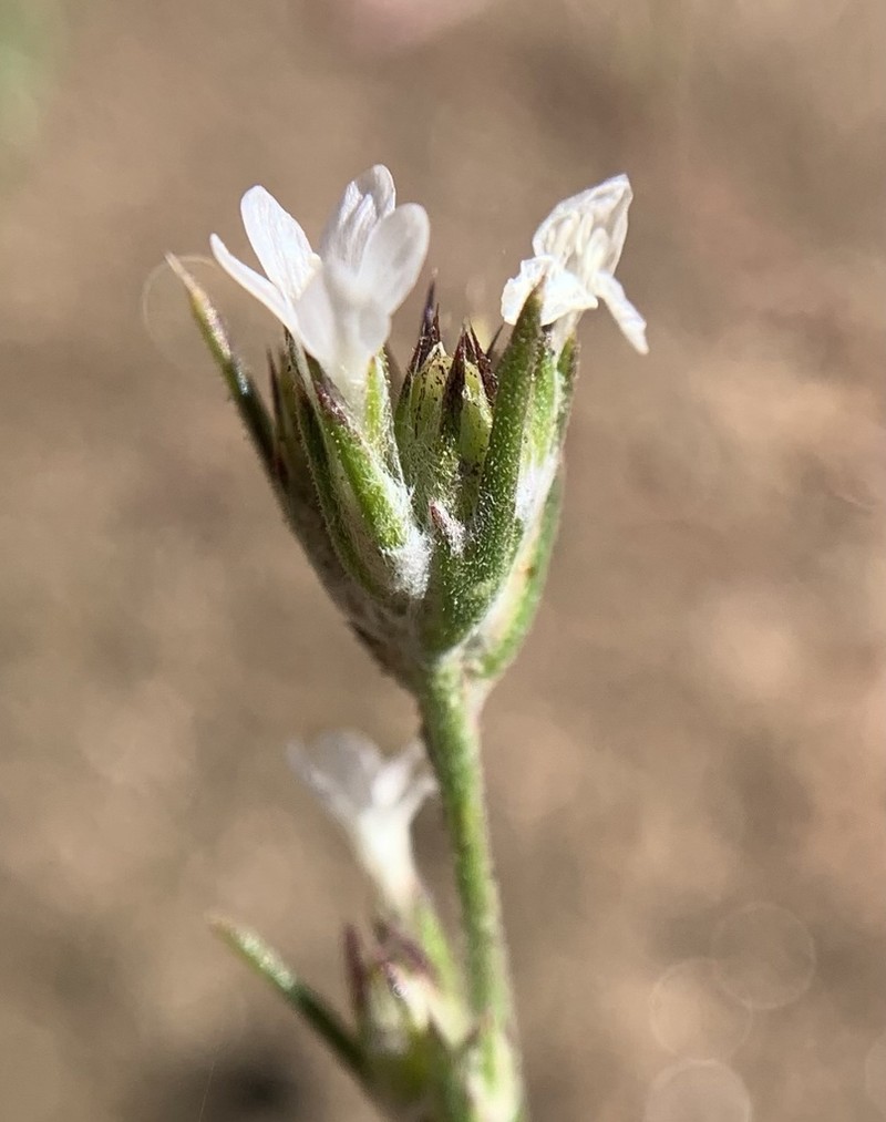 Great Basin Woollystar photo 6