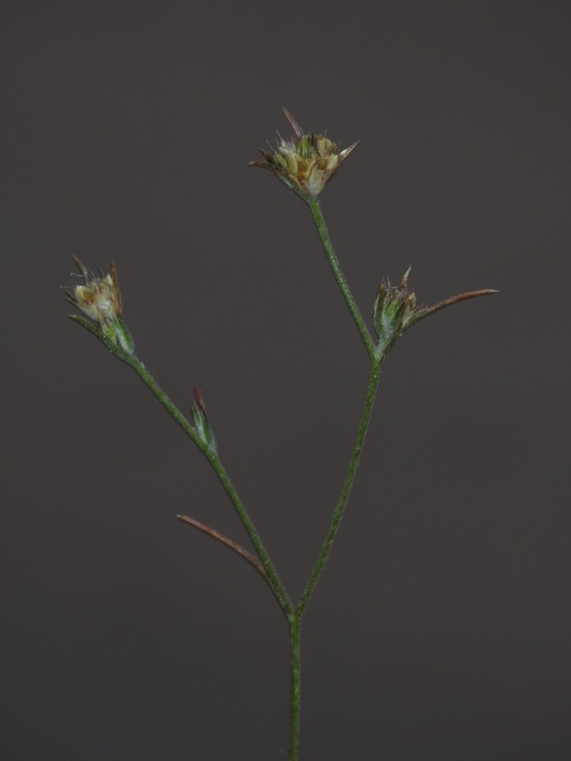 Great Basin Woollystar photo 7