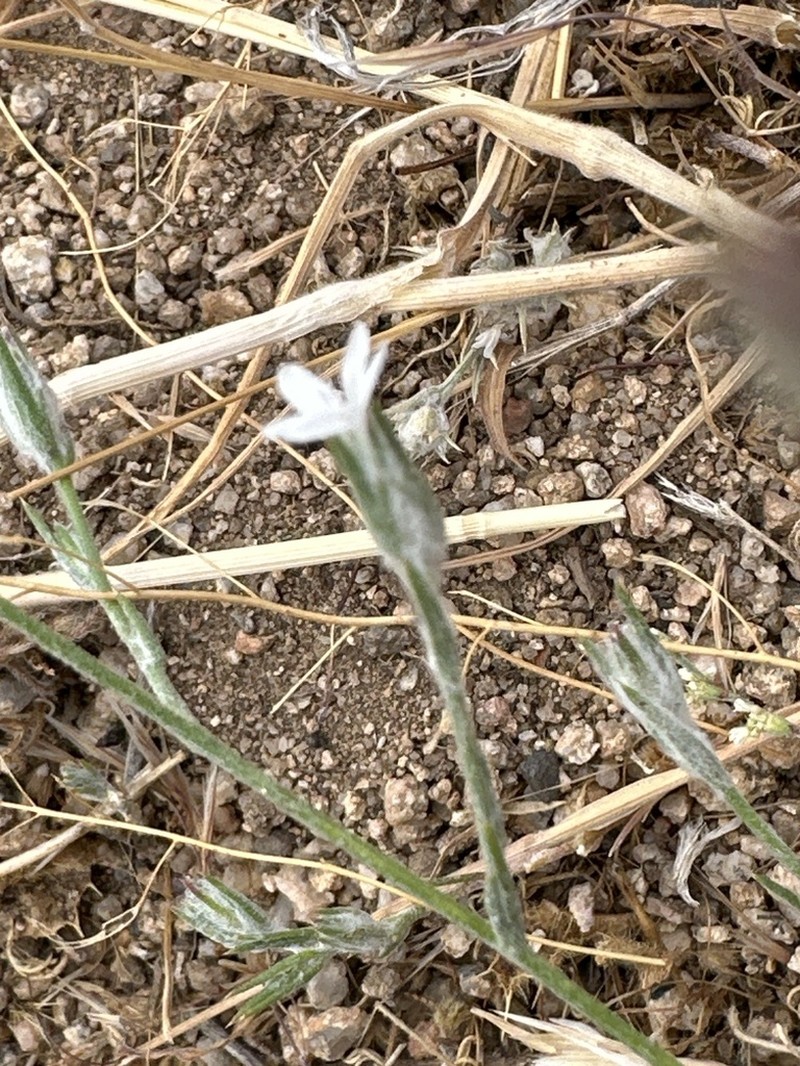 Great Basin Woollystar photo 8