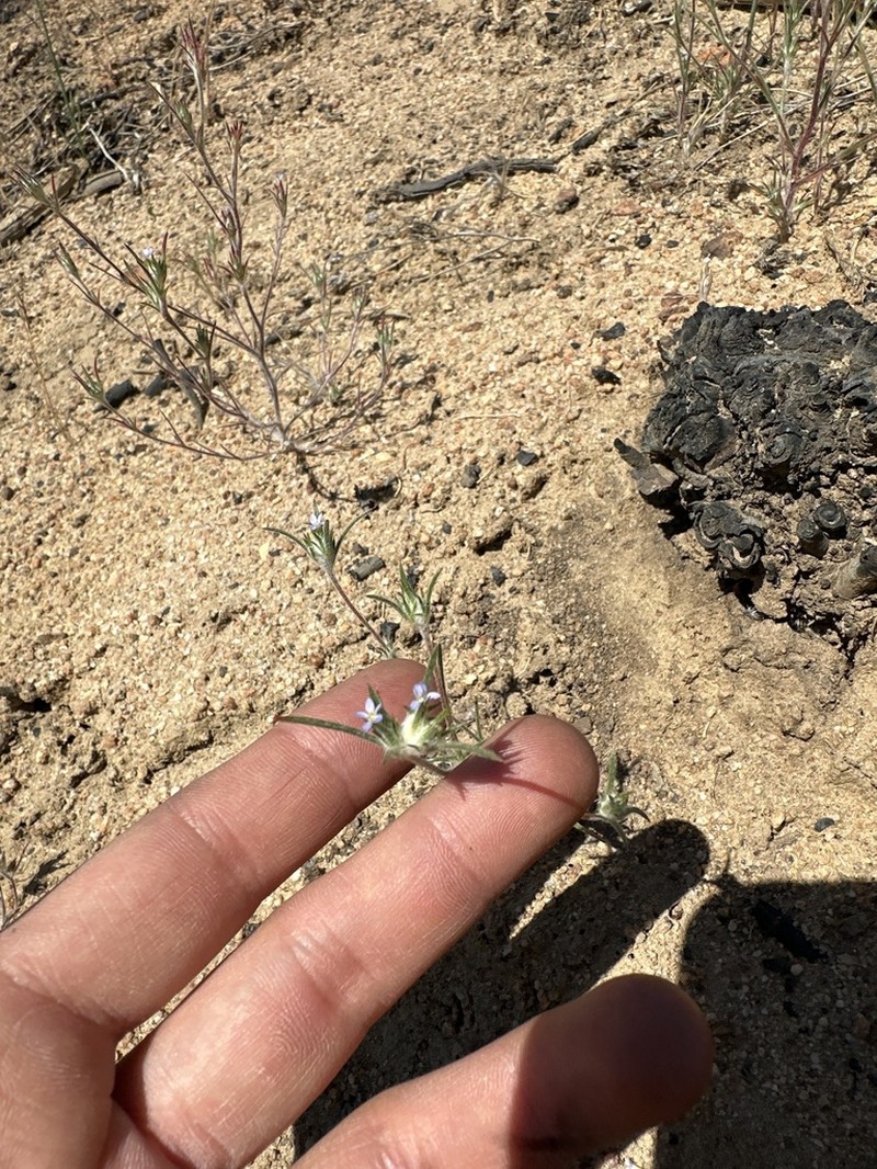 Brandegee's Woollystar