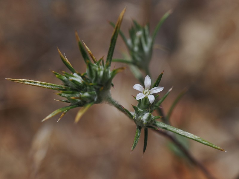 Brandegee's Woollystar photo 2