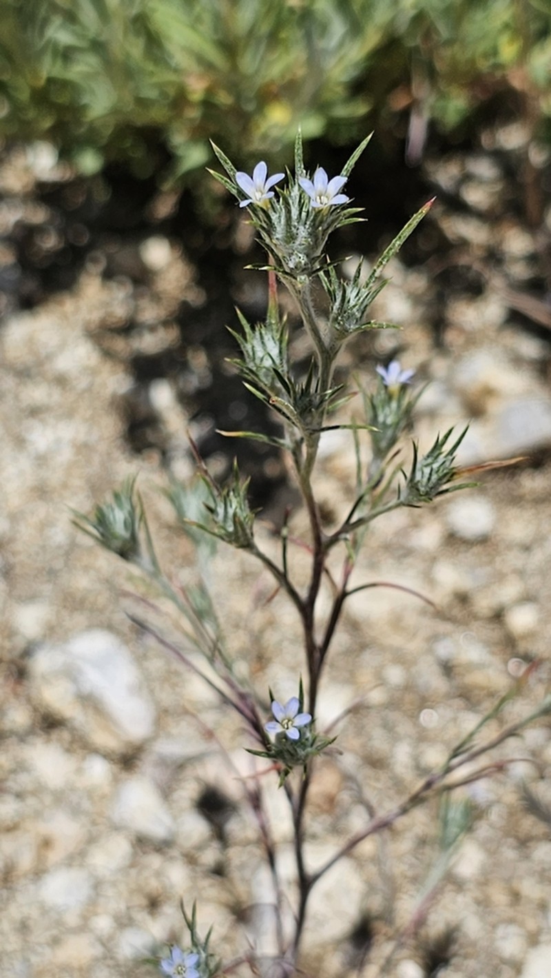 Brandegee's Woollystar photo 3