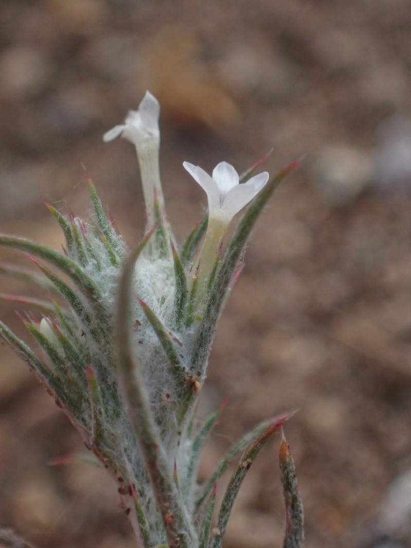 Brandegee's Woollystar photo 4