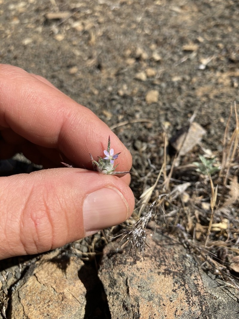 Brandegee's Woollystar photo 5