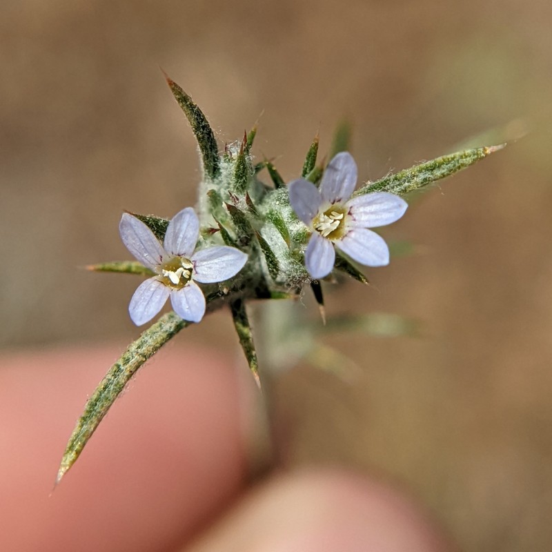 Brandegee's Woollystar photo 7