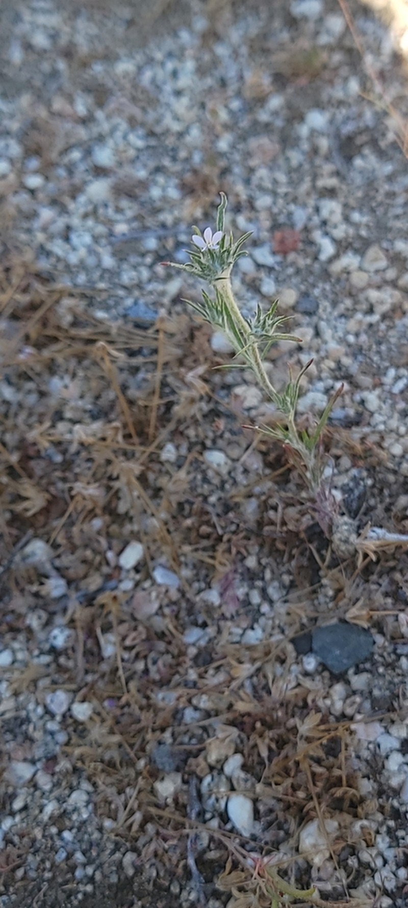 Brandegee's Woollystar photo 8