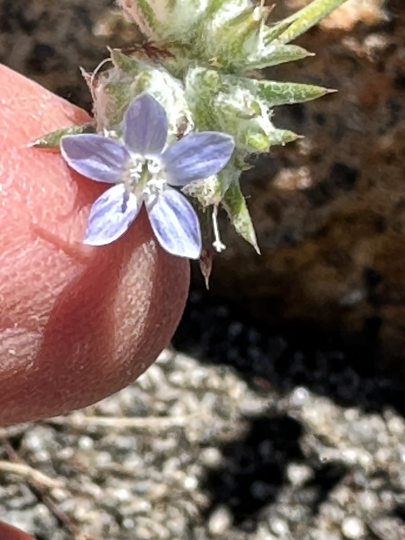 Wilcox's Woollystar
