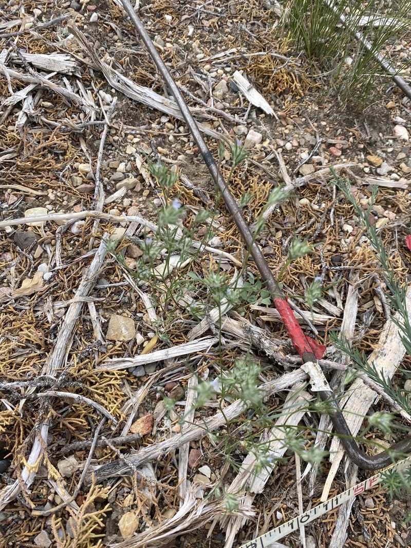Wilcox's Woollystar photo 2