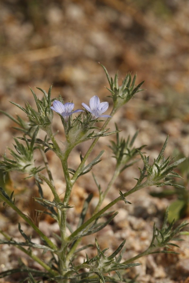 Wilcox's Woollystar photo 4