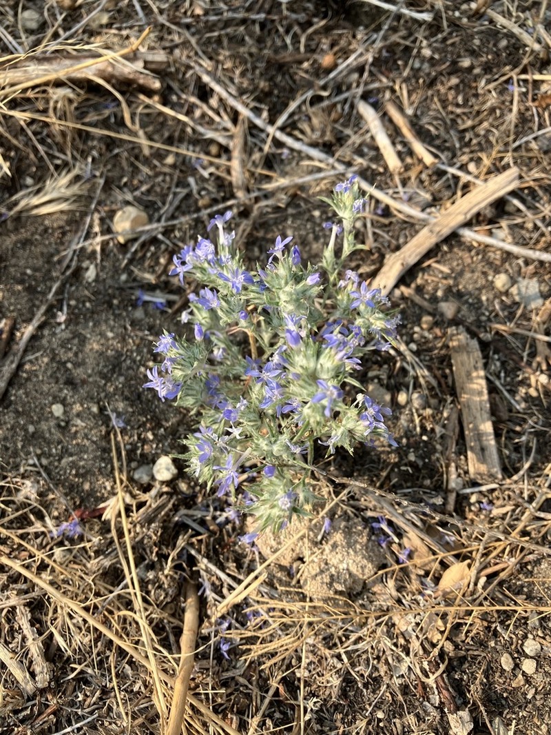 Wilcox's Woollystar photo 5