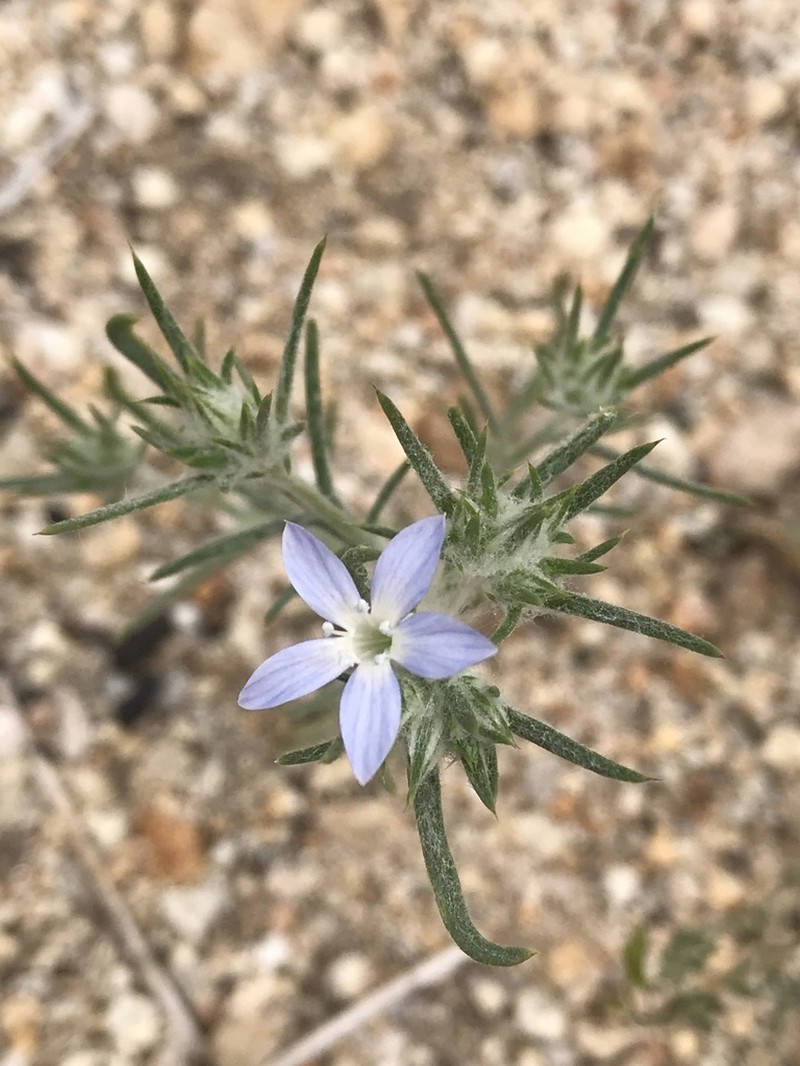 Wilcox's Woollystar photo 6