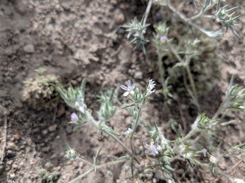 Wilcox's Woollystar photo 7