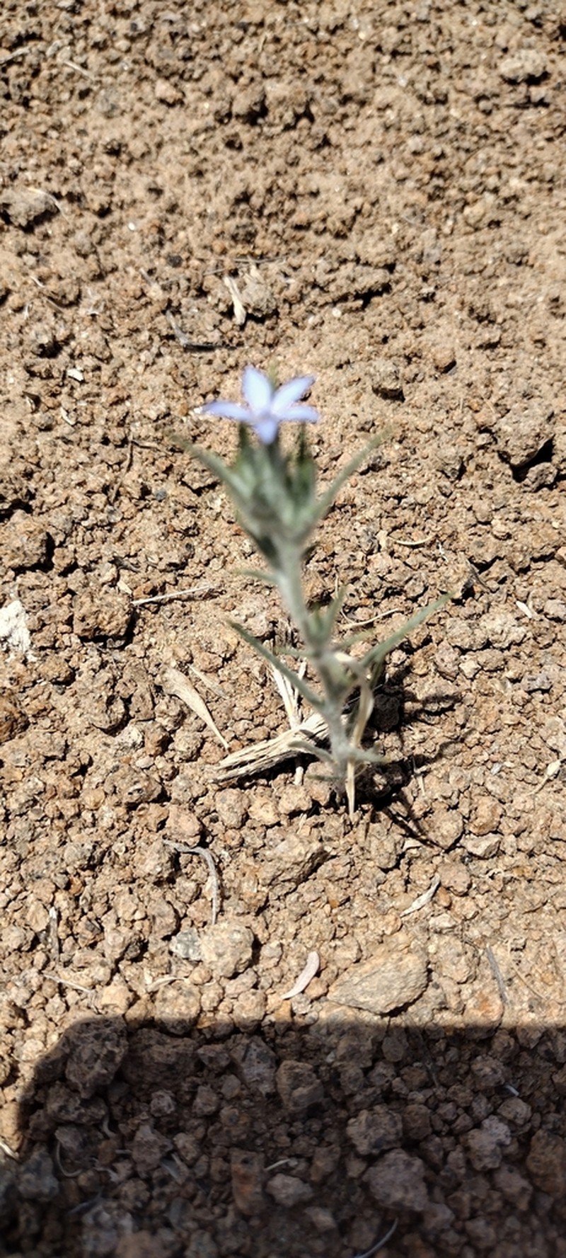 Wilcox's Woollystar photo 8